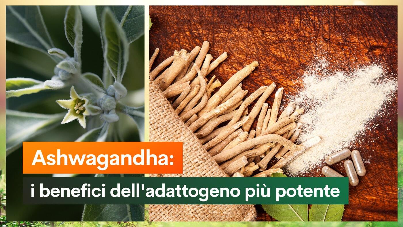 Ashwagandha i benefici dell'adattogeno più potente