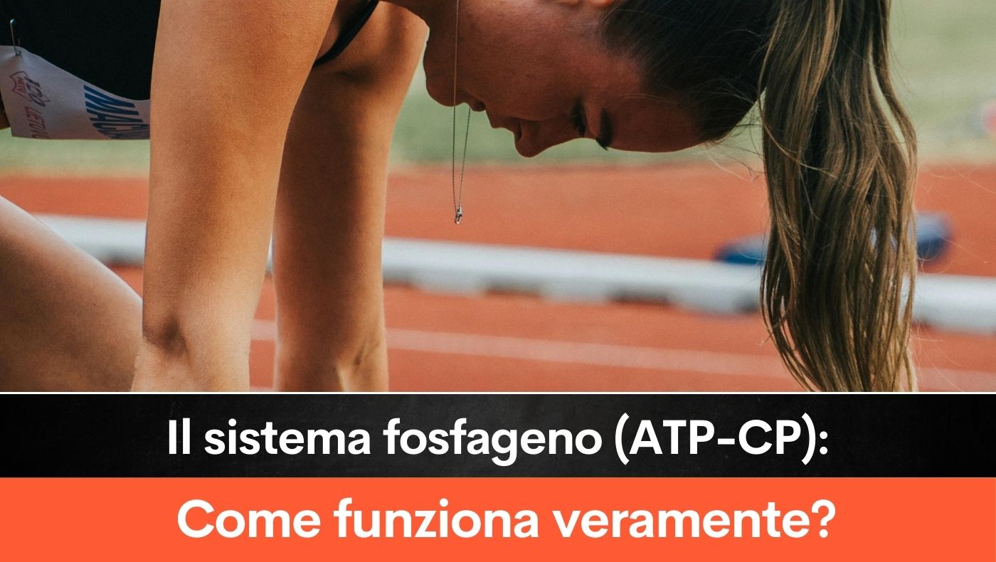 Il sistema fosfageno (ATP-CP): Come funziona veramente?